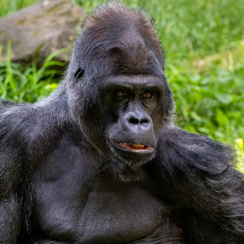 Gorilla